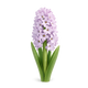 Hyacinth
