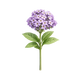 Heliotrope