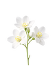 Jasmine