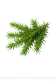Juniper