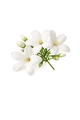 Jasmine Grandiflorum