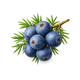Juniper Berries