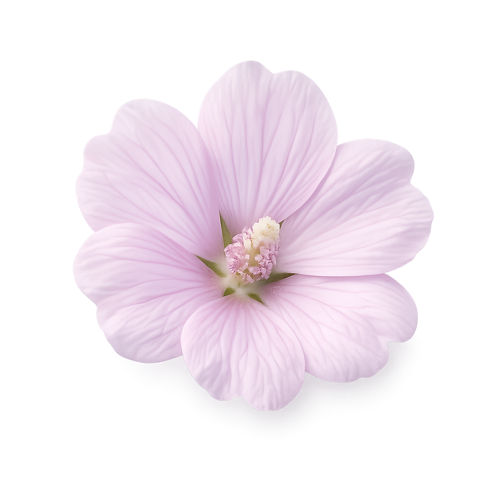Mallow