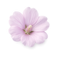 Mallow