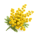 Mimosa