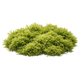 Moss