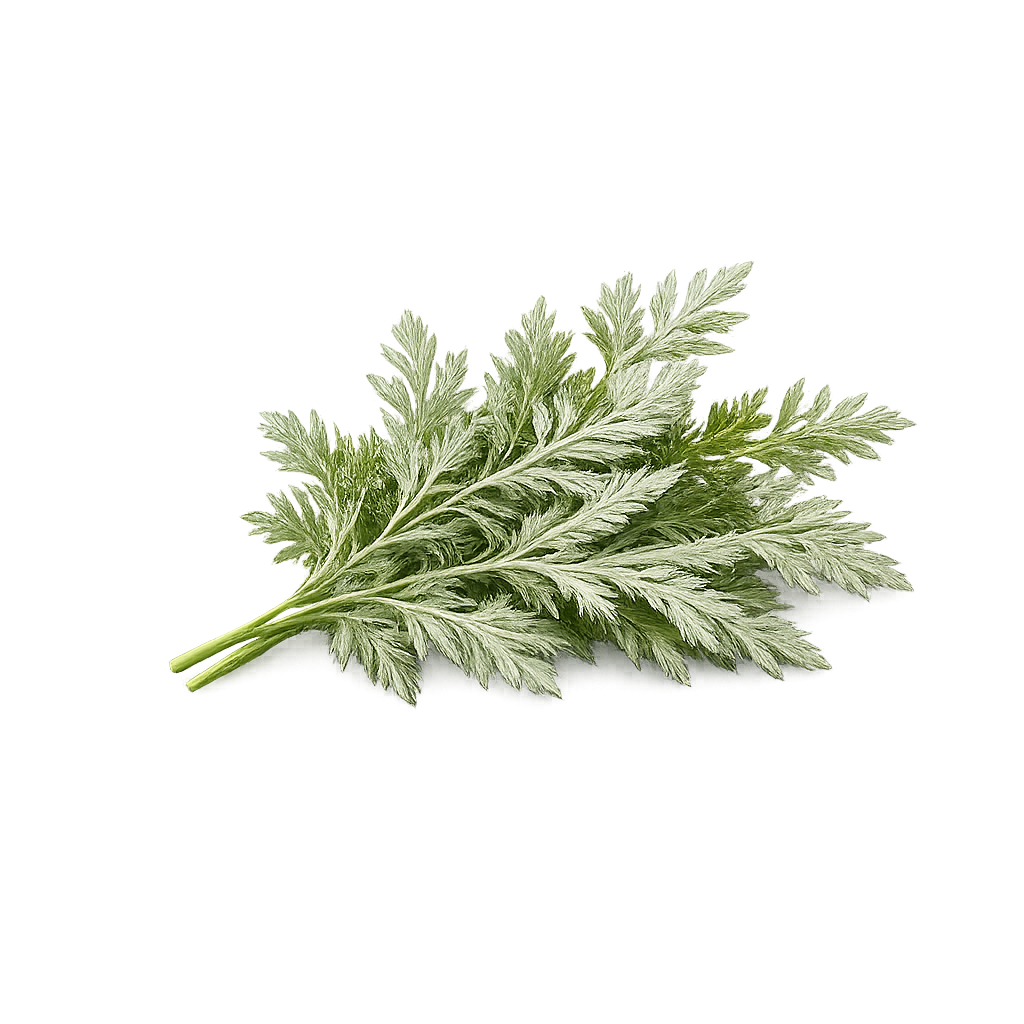 Mugwort