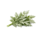 Mugwort