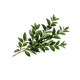 Myrtle