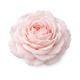 May rose