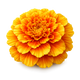 Marigold