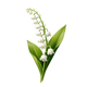 Muguet
