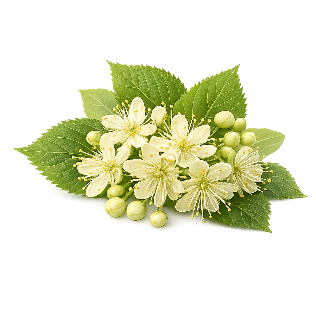 Linden blossom