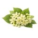 Linden blossom