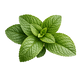 Peppermint