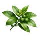 Petitgrain
