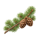 Pinyon