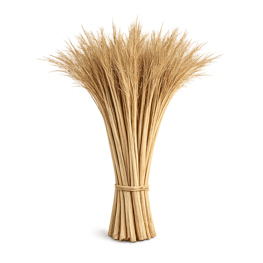 Papyrus
