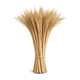 Papyrus