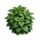 Patchouli