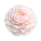 Peony