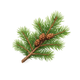 Pine