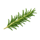 Rosemary