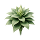 Rare botanical