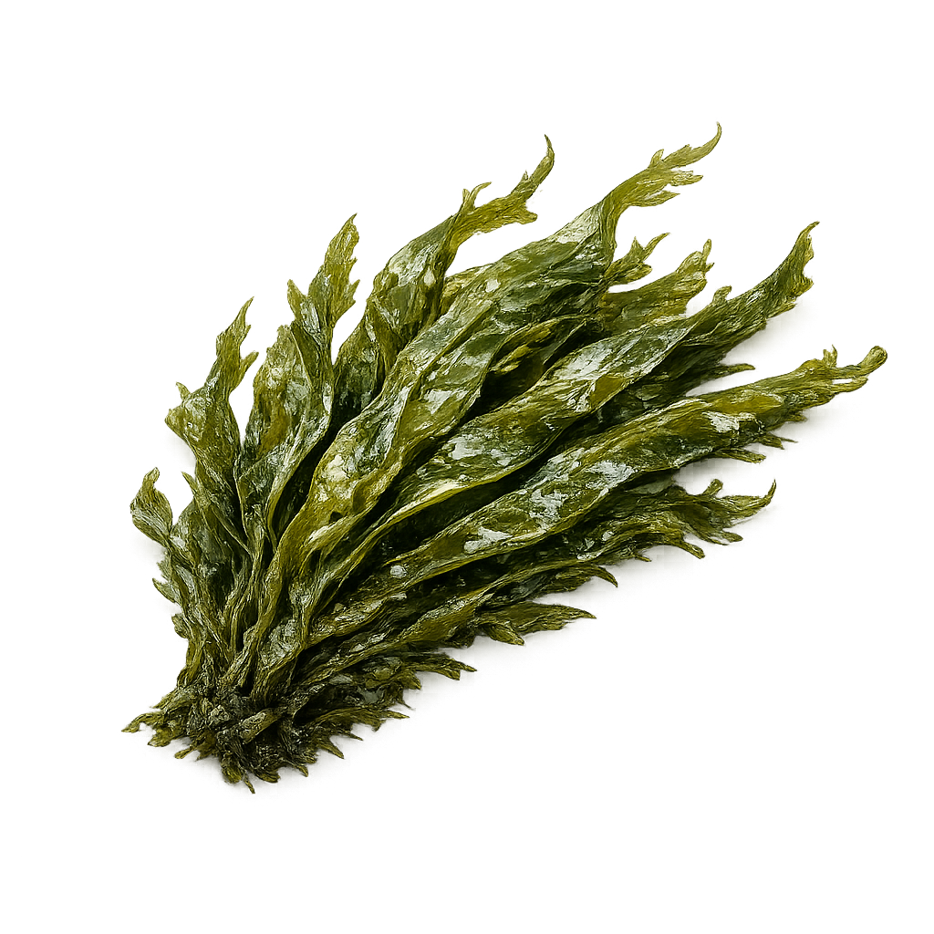 Seaweed