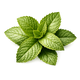 Spearmint