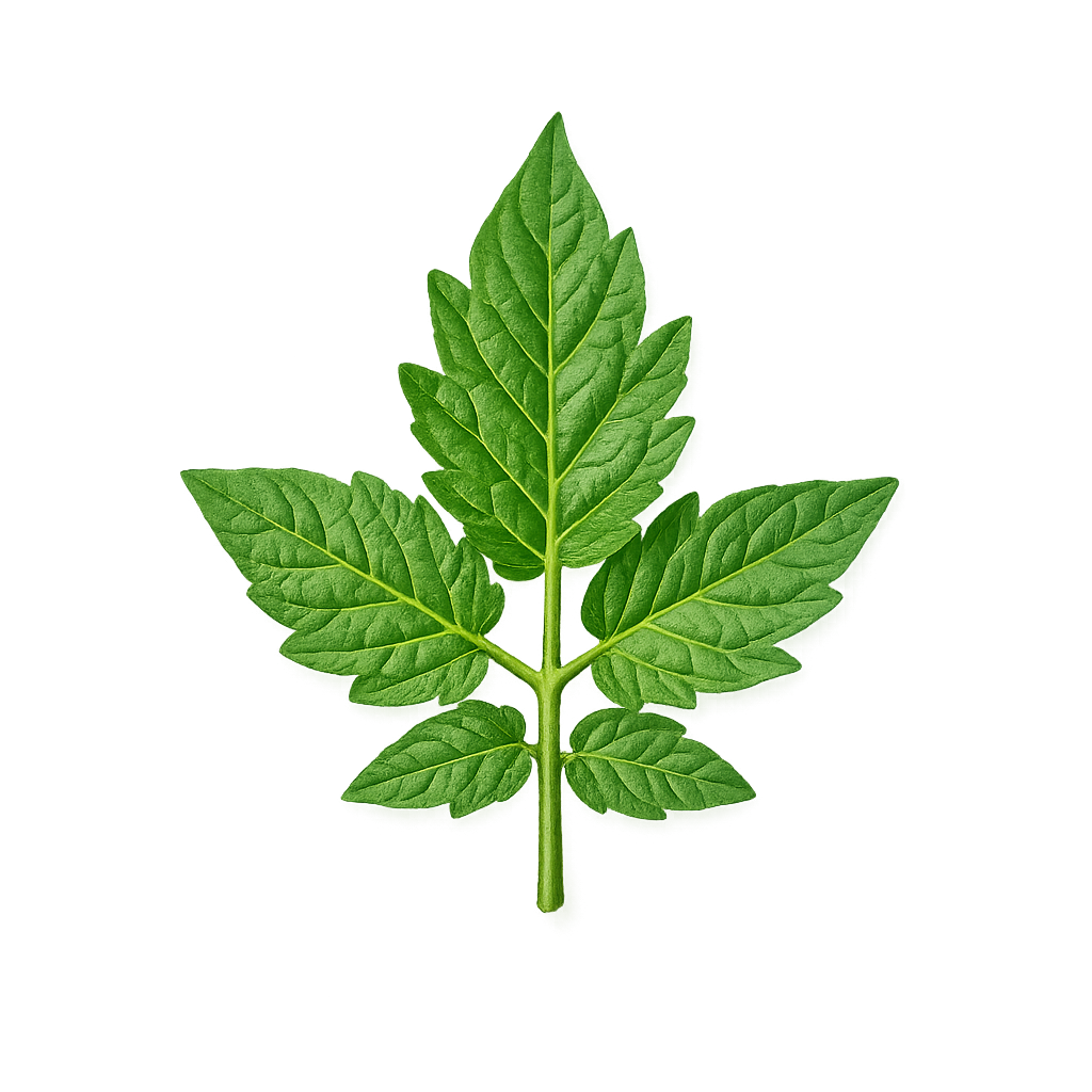 Tomato leaf