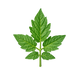 Tomato leaf