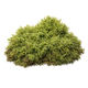 Treemoss