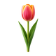 Tulip