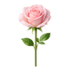 Taif Rose
