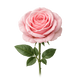 Turkish Rose