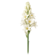 Tuberose