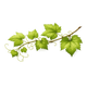 Vines