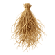 Vetiver