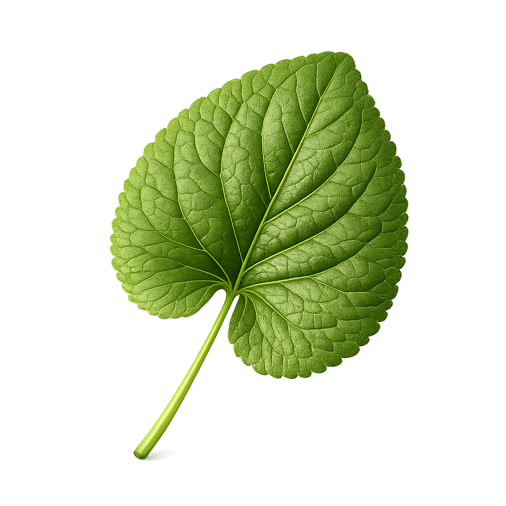 Violet leaf