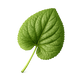 Violet leaf