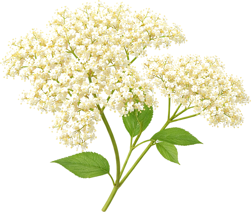 Elderflower