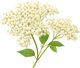 Elderflower