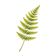 Fern