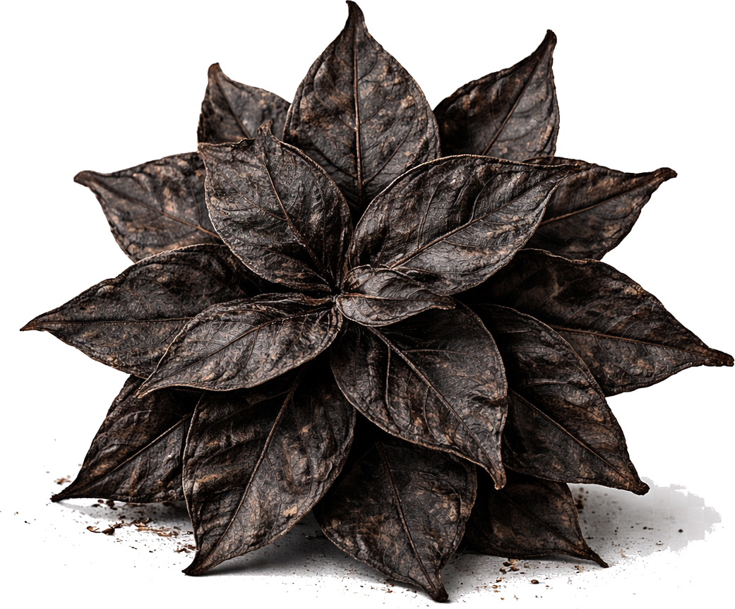 Dark patchouli