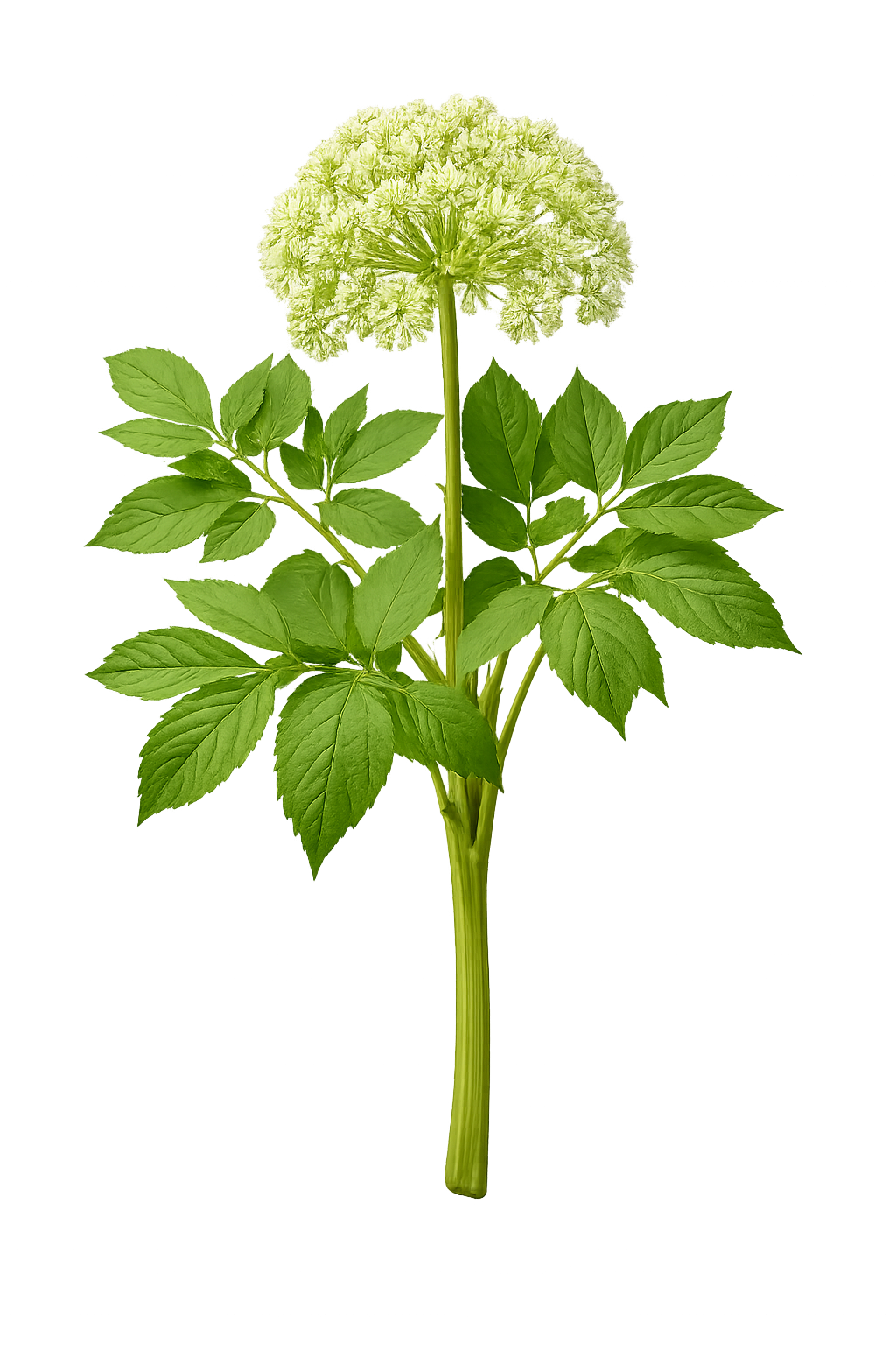 Angelica