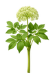Angelica