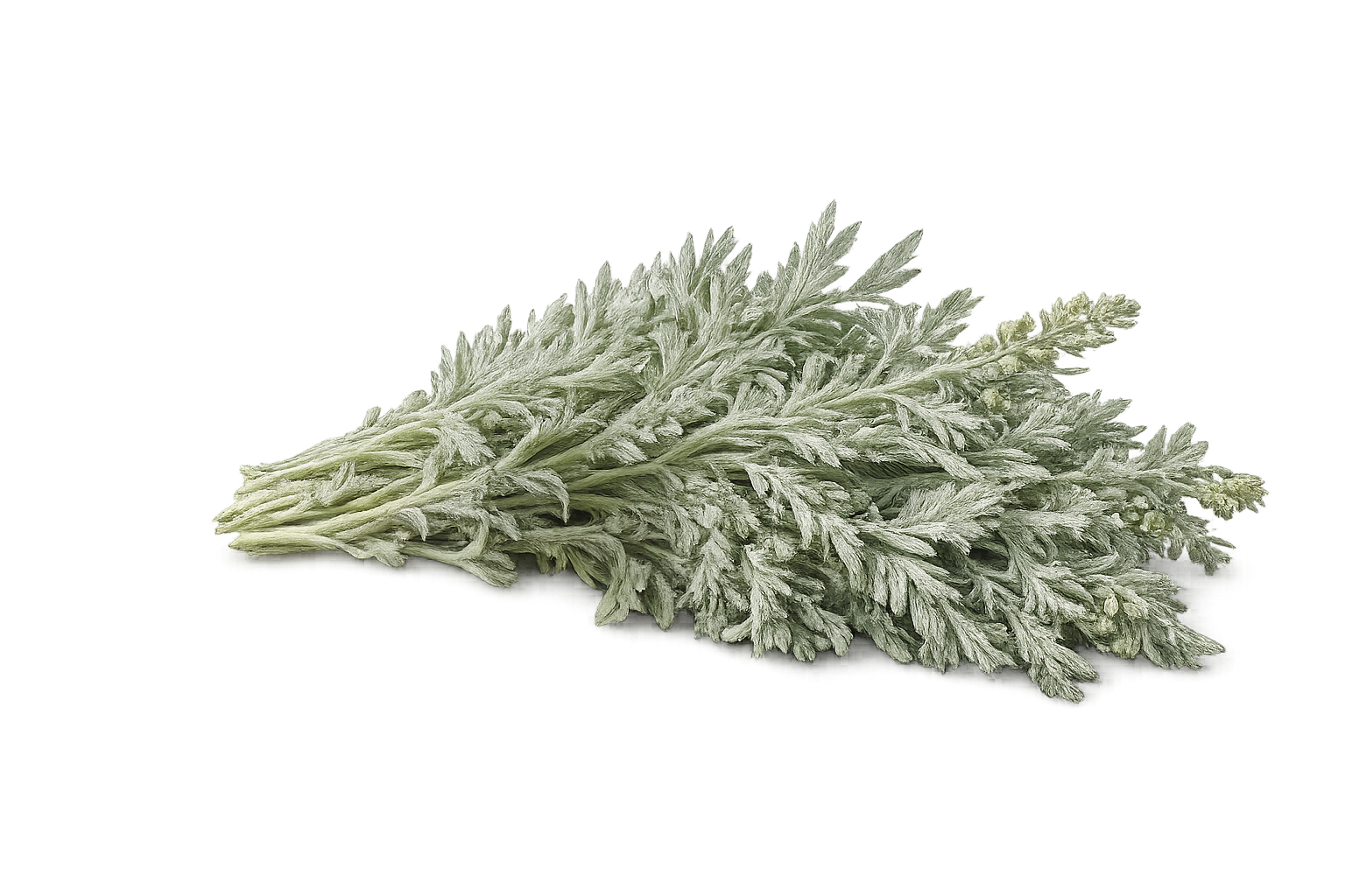 Artemisia