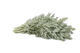 Artemisia