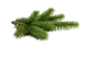 Balsam Fir